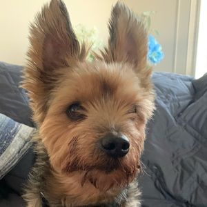 Meet your Posher, Jared